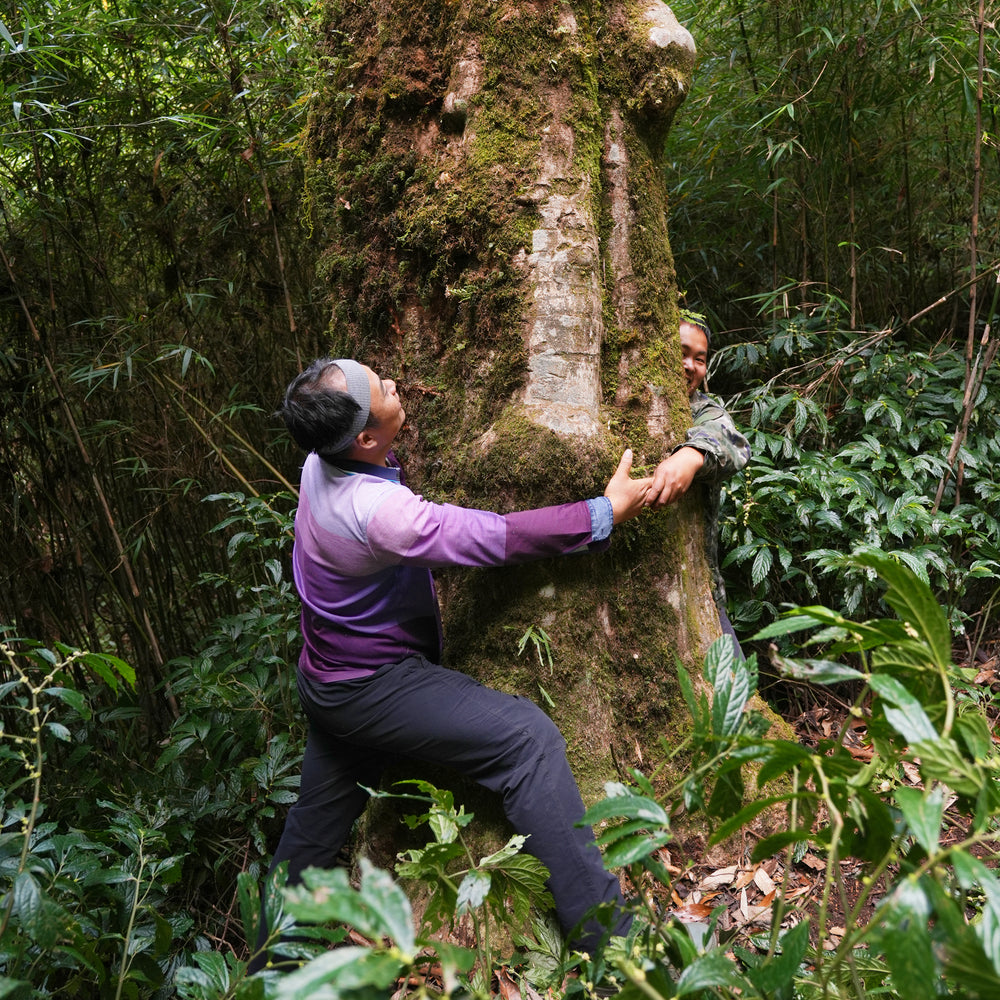 Farmers in Yunnan, China at the base of one of the wild trees from which Ai Lao Wild Black is harvested.