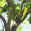 Farmers in Yunnan, China in the high branches of a wild tree from which Ai Lao Wild Black is harvested.