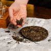 Hand holding broken off piece of Nan Nuo Shan Pu-erh cake to show loose leaf quality.