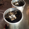 Loose leaf tea packed into a cylinder with Nan Nuo Shan Sheng label in the center, ready to be pressed into a cake in the tea factory in Yunnan, China.