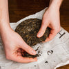 Hands holding Tian Men Shan Sheng Pu-erh cake, breaking off a corner from the cake to show loose leaf tea.