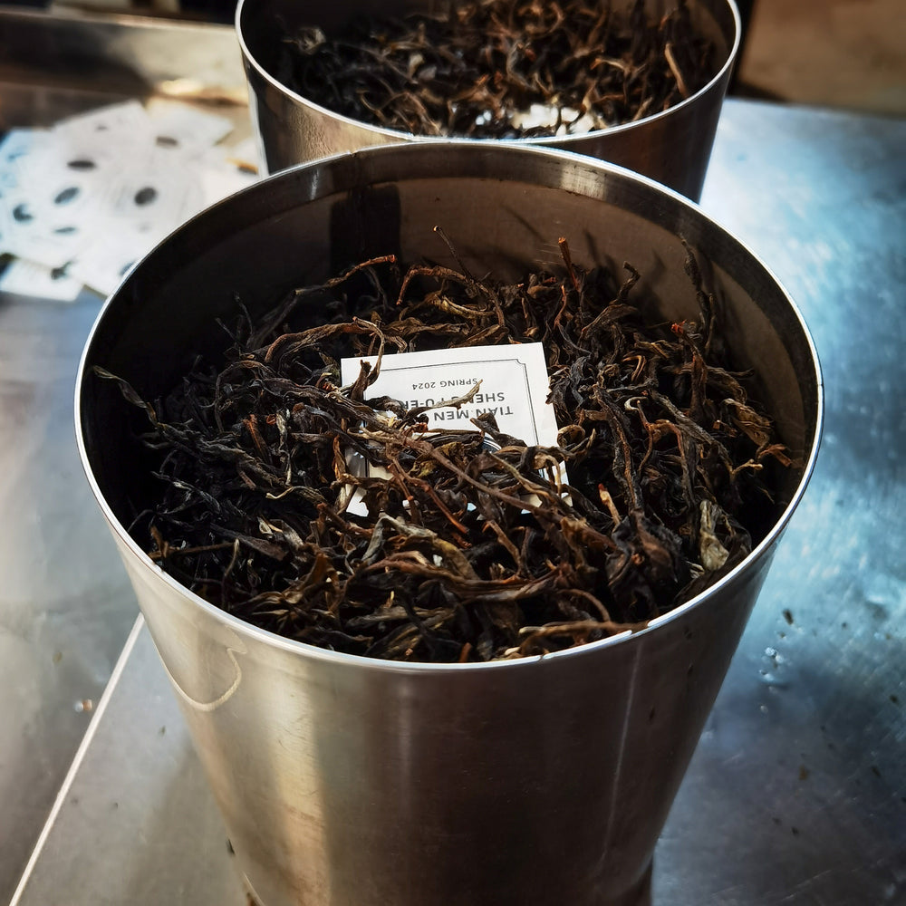 Loose leaf tea packed into a cylinder being prepped to be pressed into a Pu-erh cake in Yunnan, China.