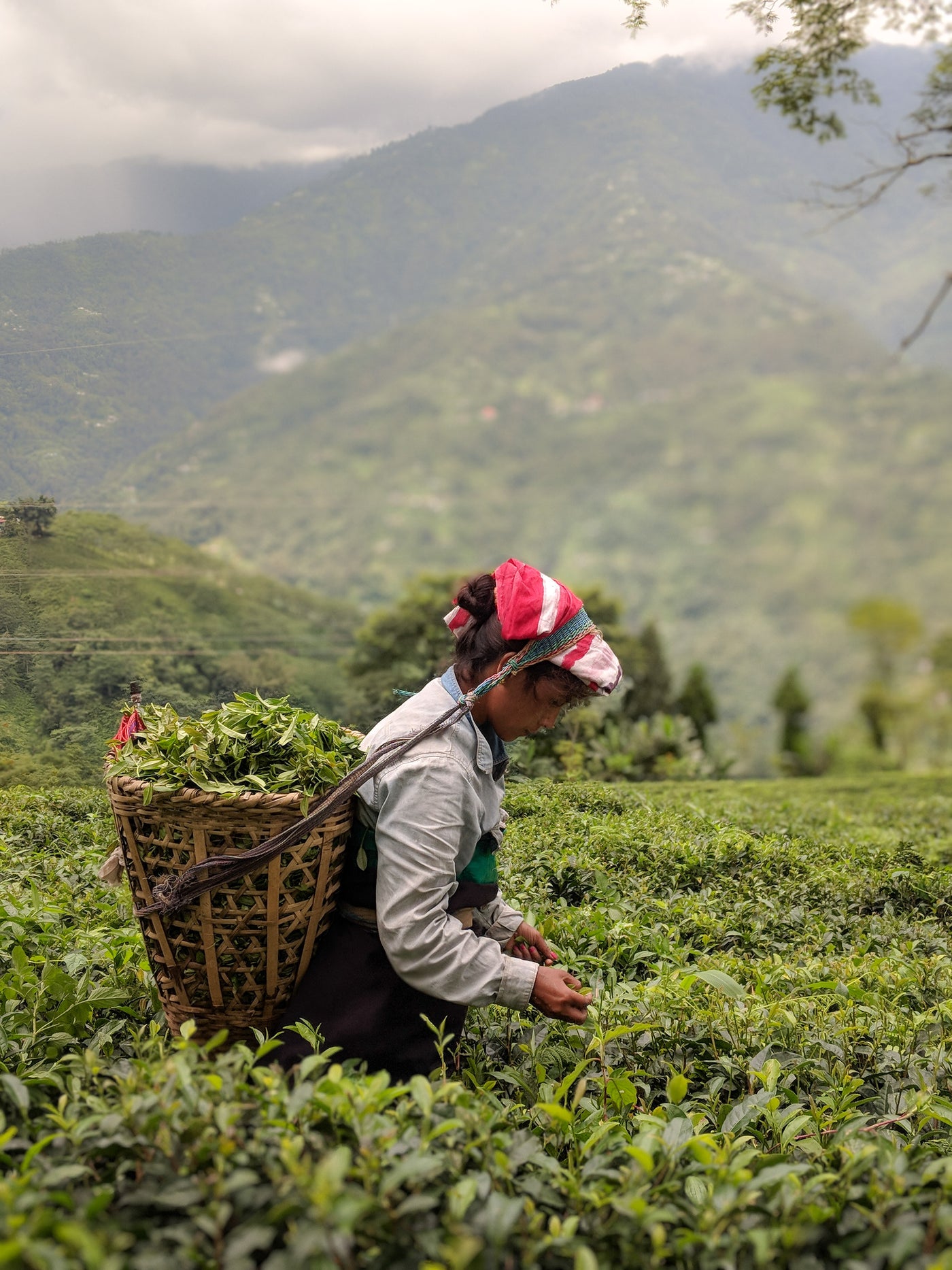 Woman in Darjeeling, India with a basket on her back plucking tea in a sprawling tea garden.