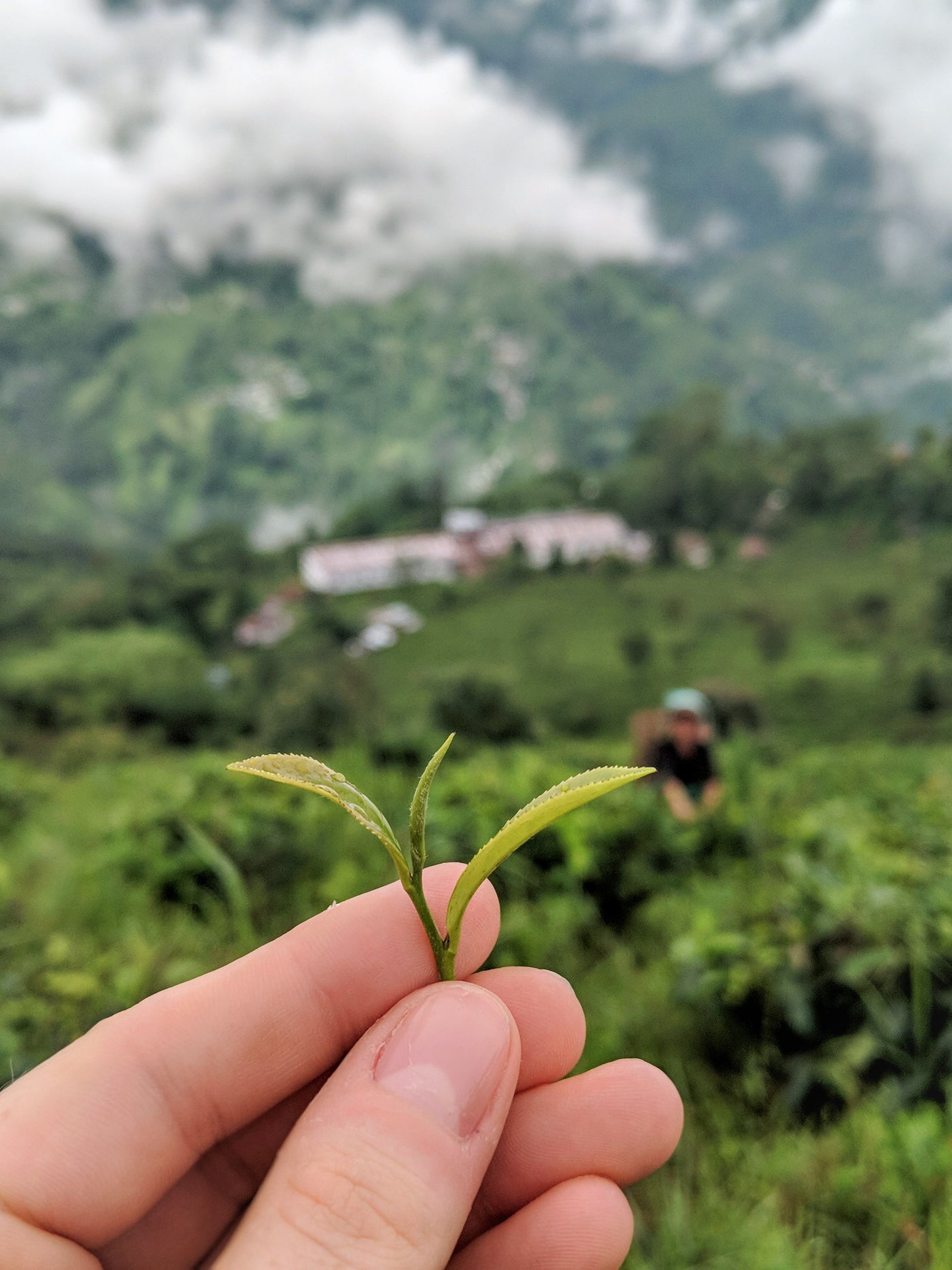 Close up of a hand holding the two leaves and a bud plucked from a tea bush.